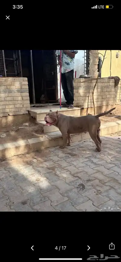 للبيع كلب امريكان بولي بيور مدرب 6 أشهر 9