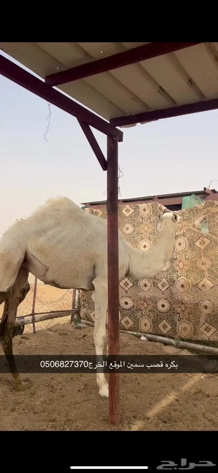 بكره قصب سمين 1