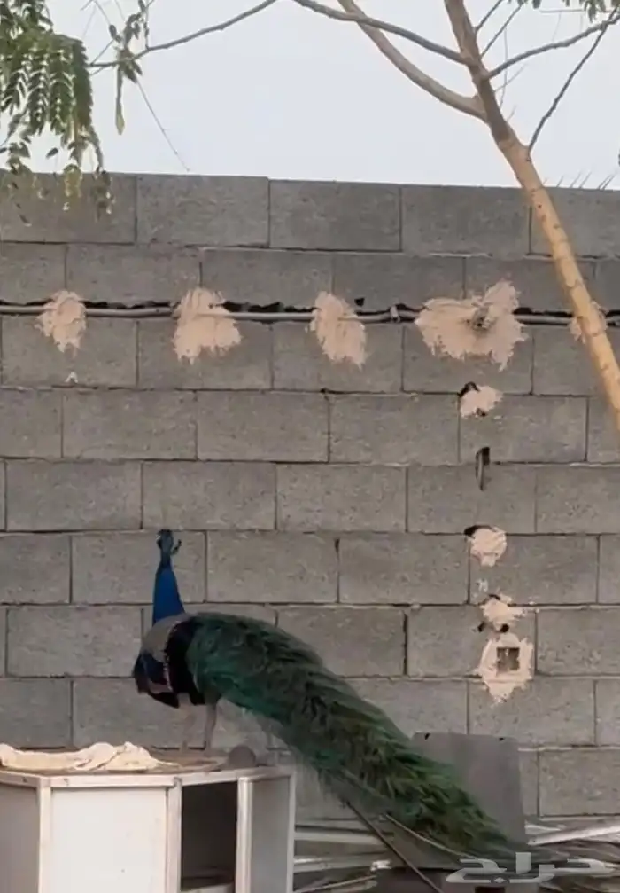 2 ذكور 3