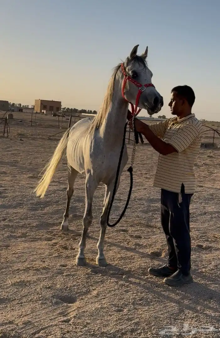 مهر واهو 1