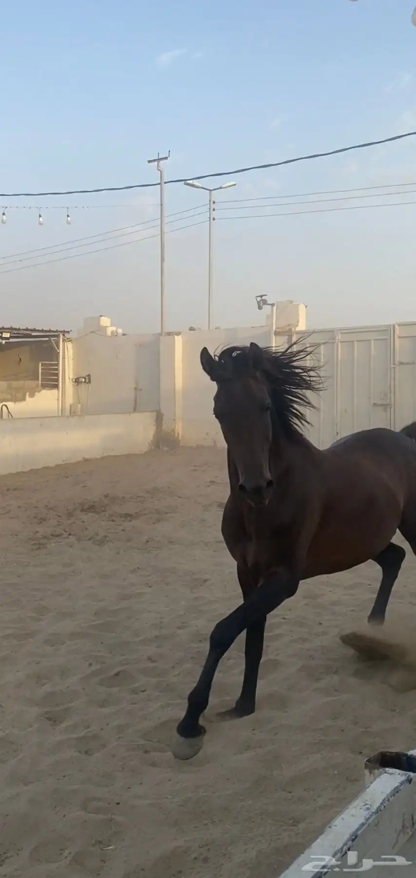 خيل كوميت 1