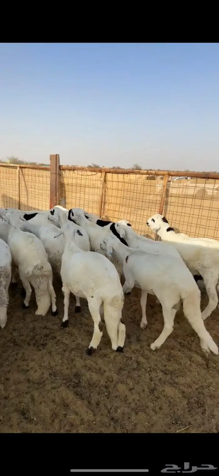 سواكن شحم لأهل الزواجات 0
