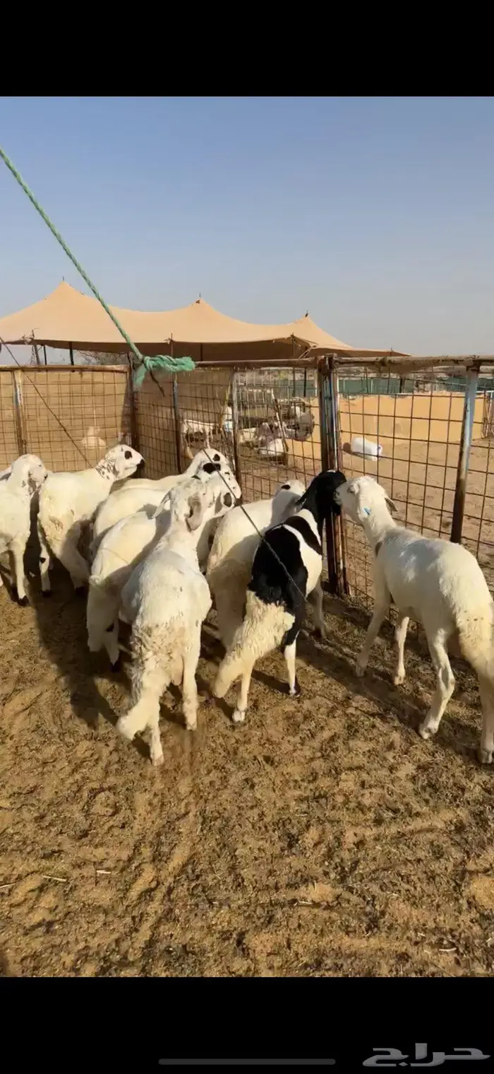 سواكن شحم لأهل الزواجات 3