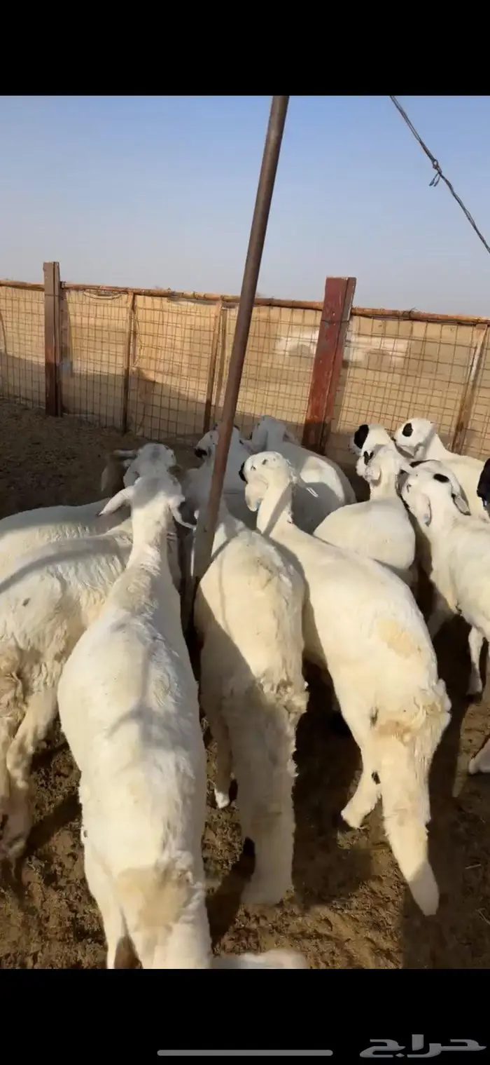 سواكن شحم لأهل الزواجات 1