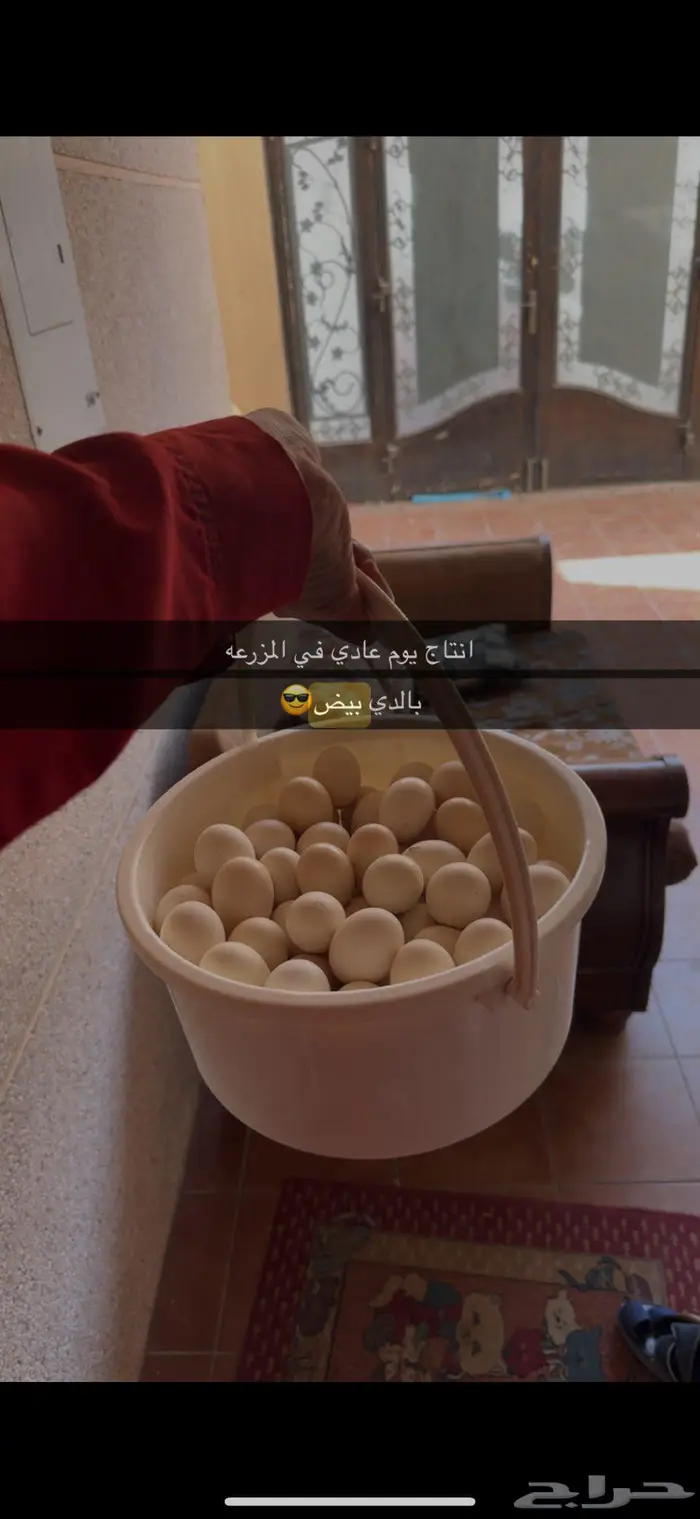 بيض للأكل بلدي الاحساء 0