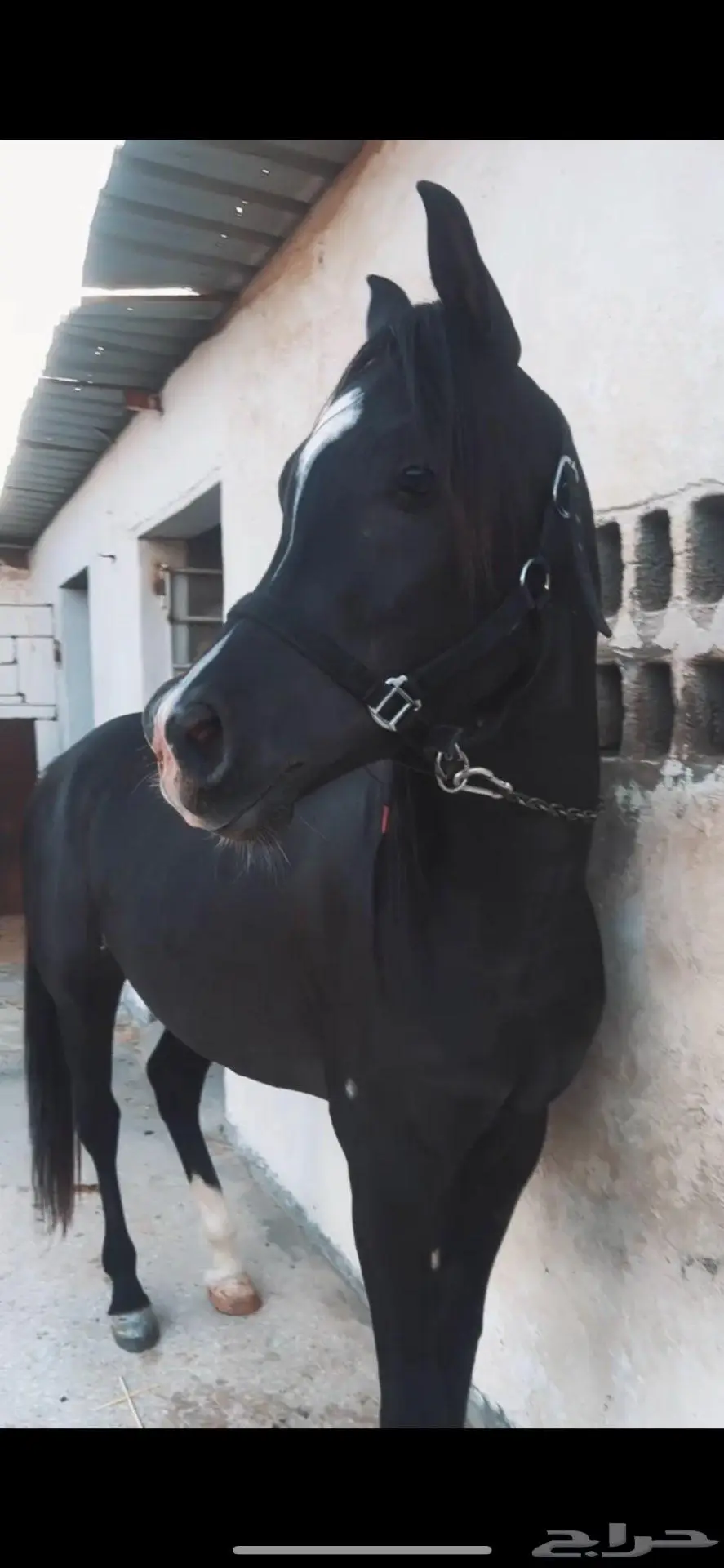 حصان ادهم للبيع 2