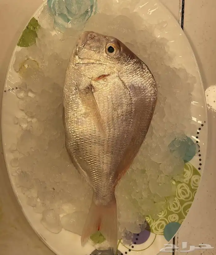 سمك وروبيان للبيع 7