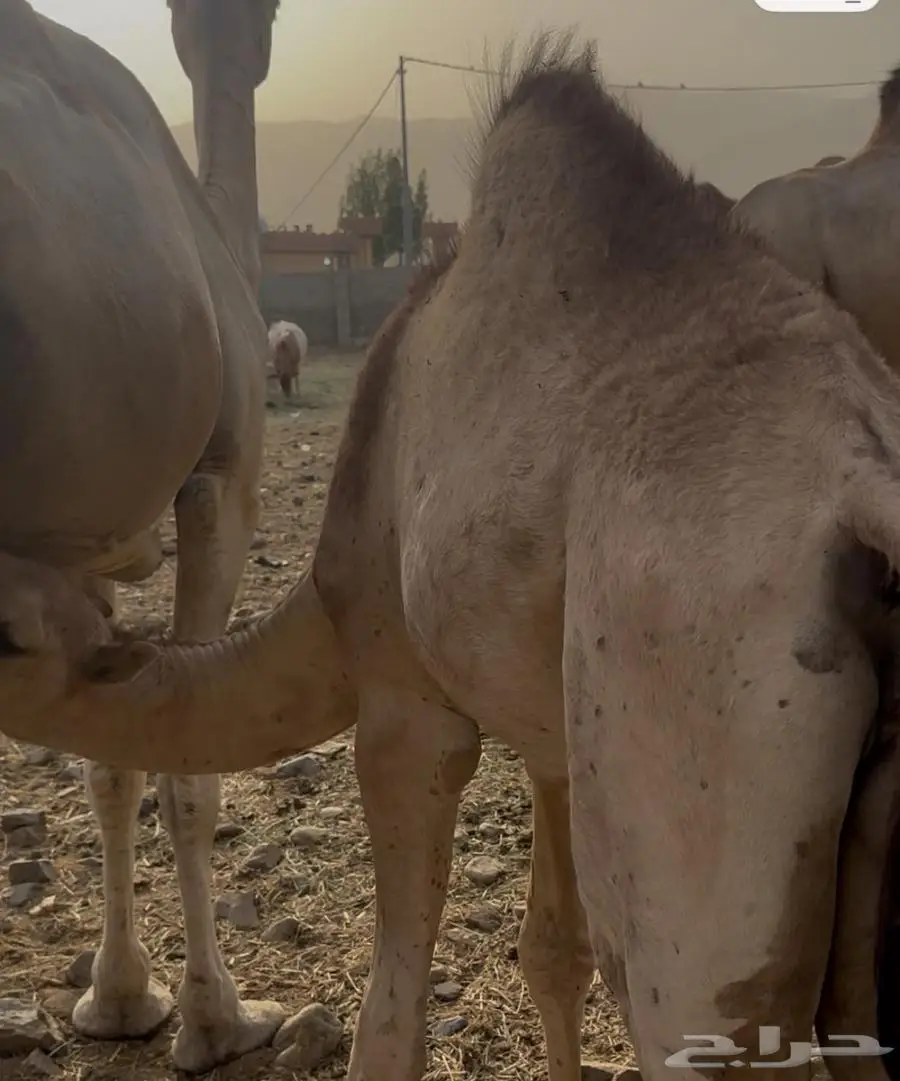 المجارده 0
