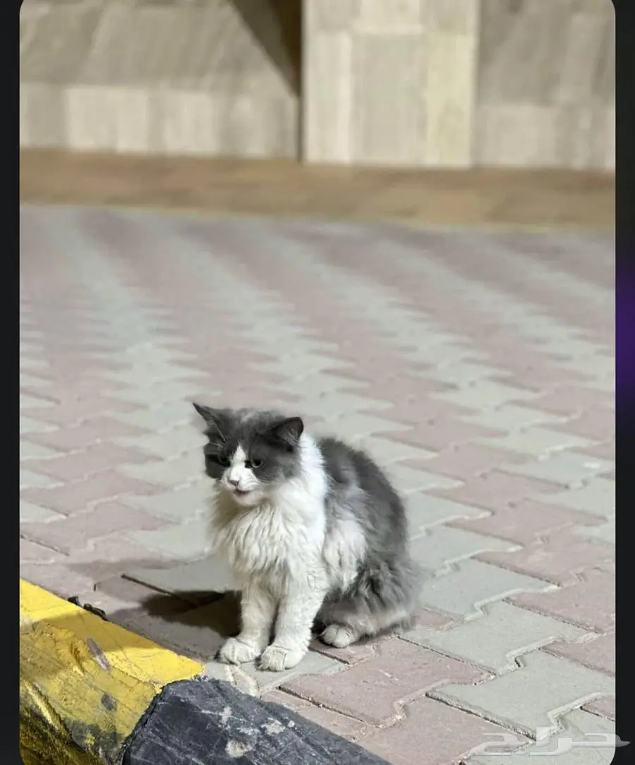 قطه مفقوده 4
