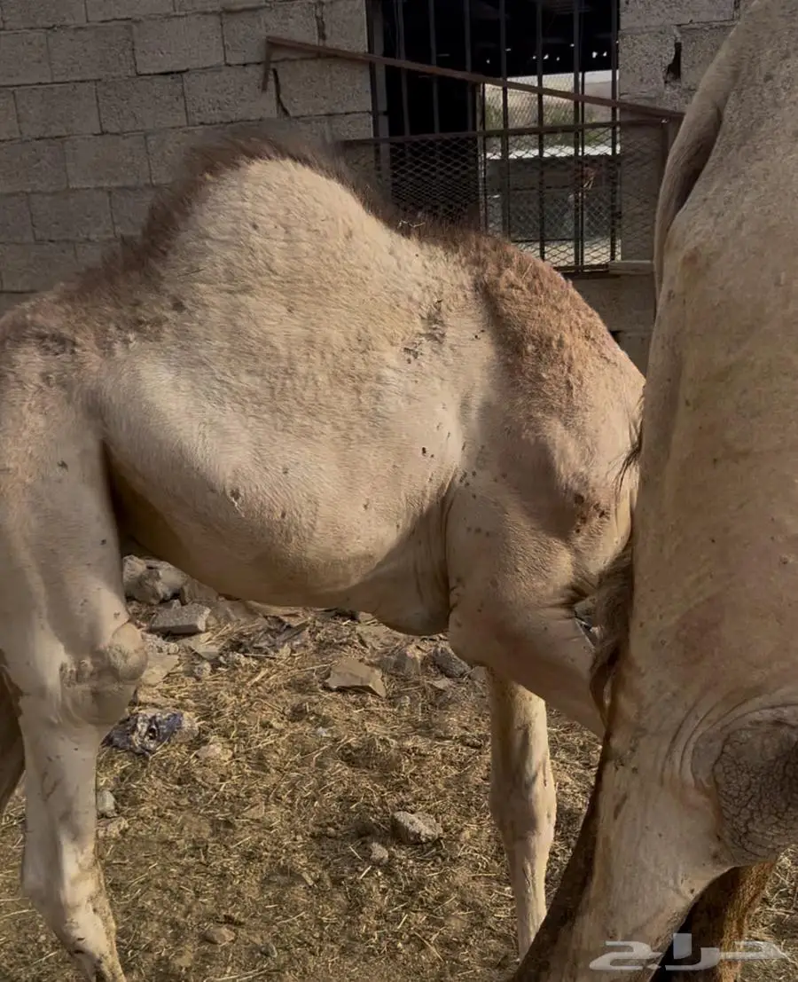 المجارده 2