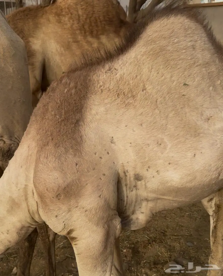 المجارده 3