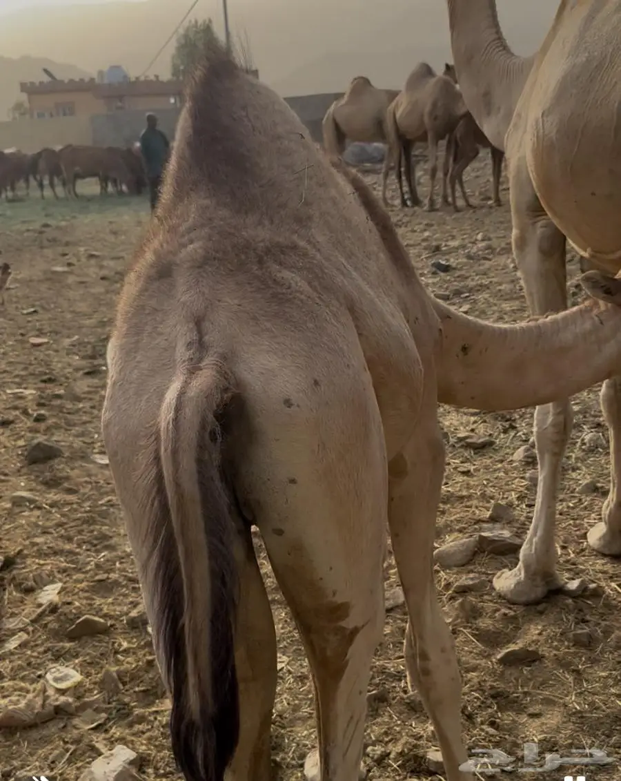 المجارده 1