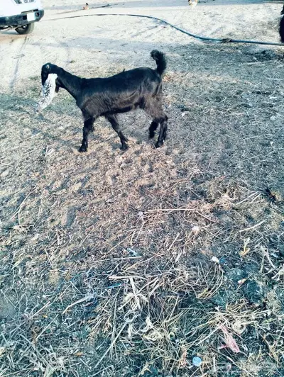 تيوس للبيع 1