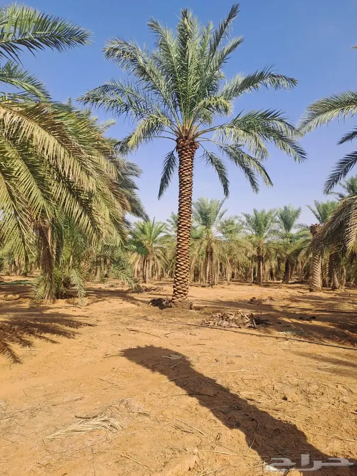 نخل واشنطونيا نخل عربي اشجار زينه اشجار مثمرة تنسيق حدائق 3