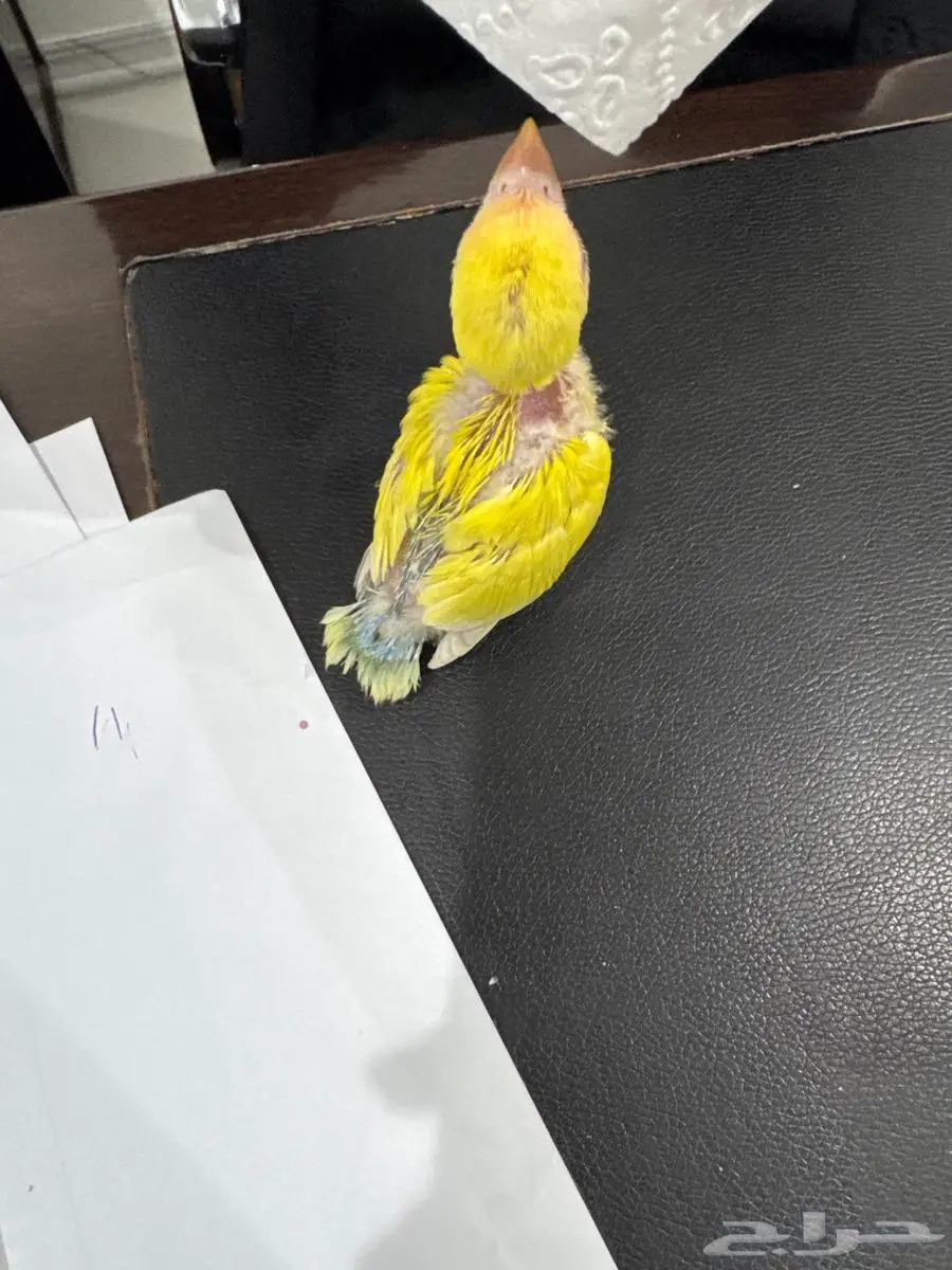 فرخ روز اصفر 1