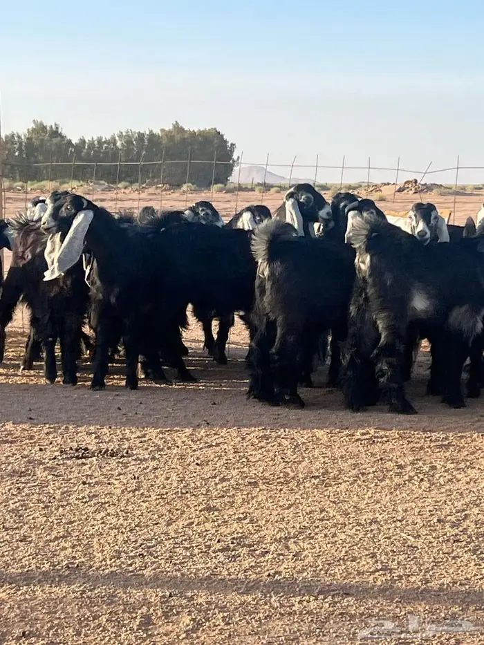 مراح جفار عوارض للبيع(مبيوعه خارج الموقع) 1