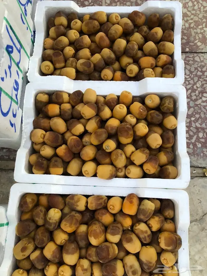 روثانة المدينة 0
