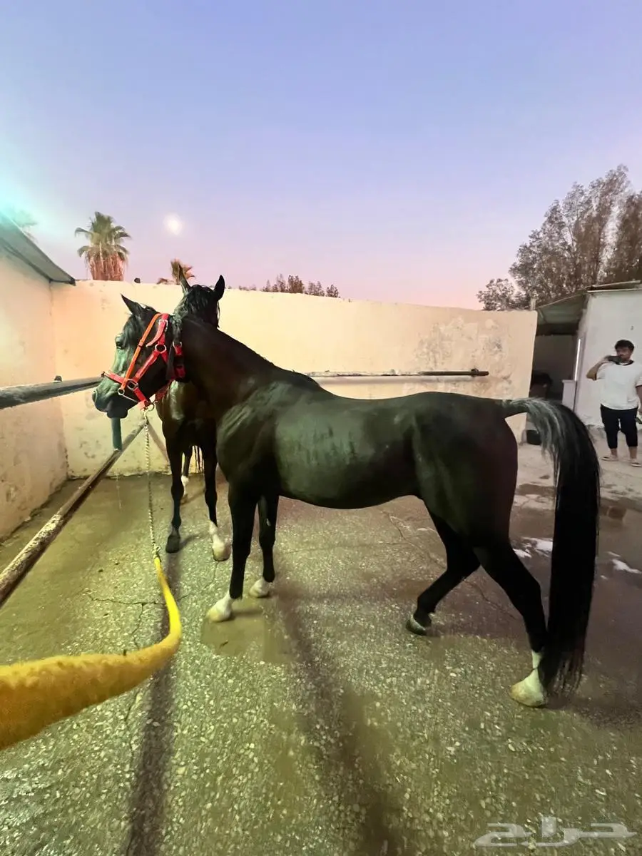 حصان ادهم للبيع 4