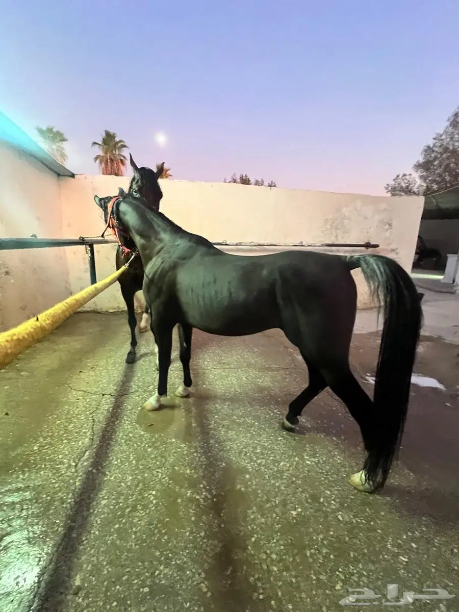 حصان ادهم للبيع 3