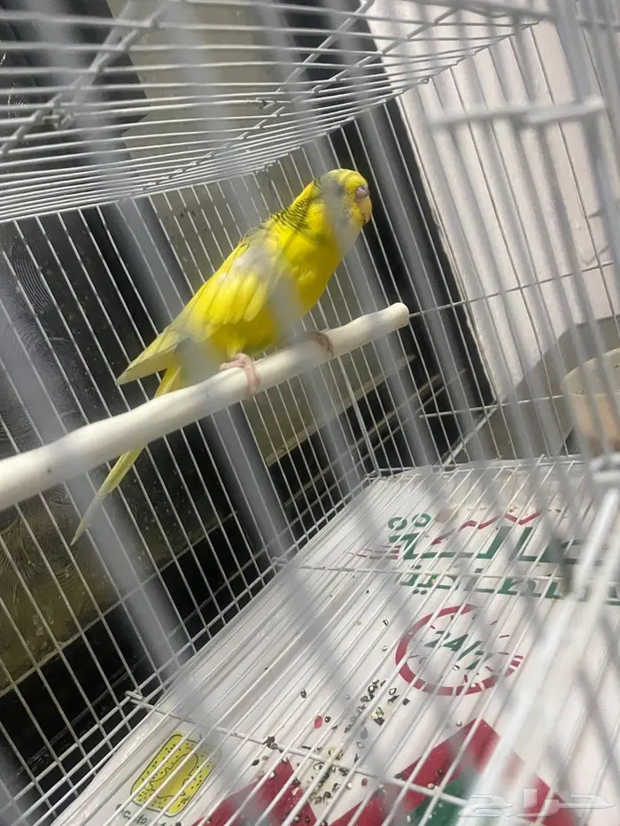 ذكر بادجي 1