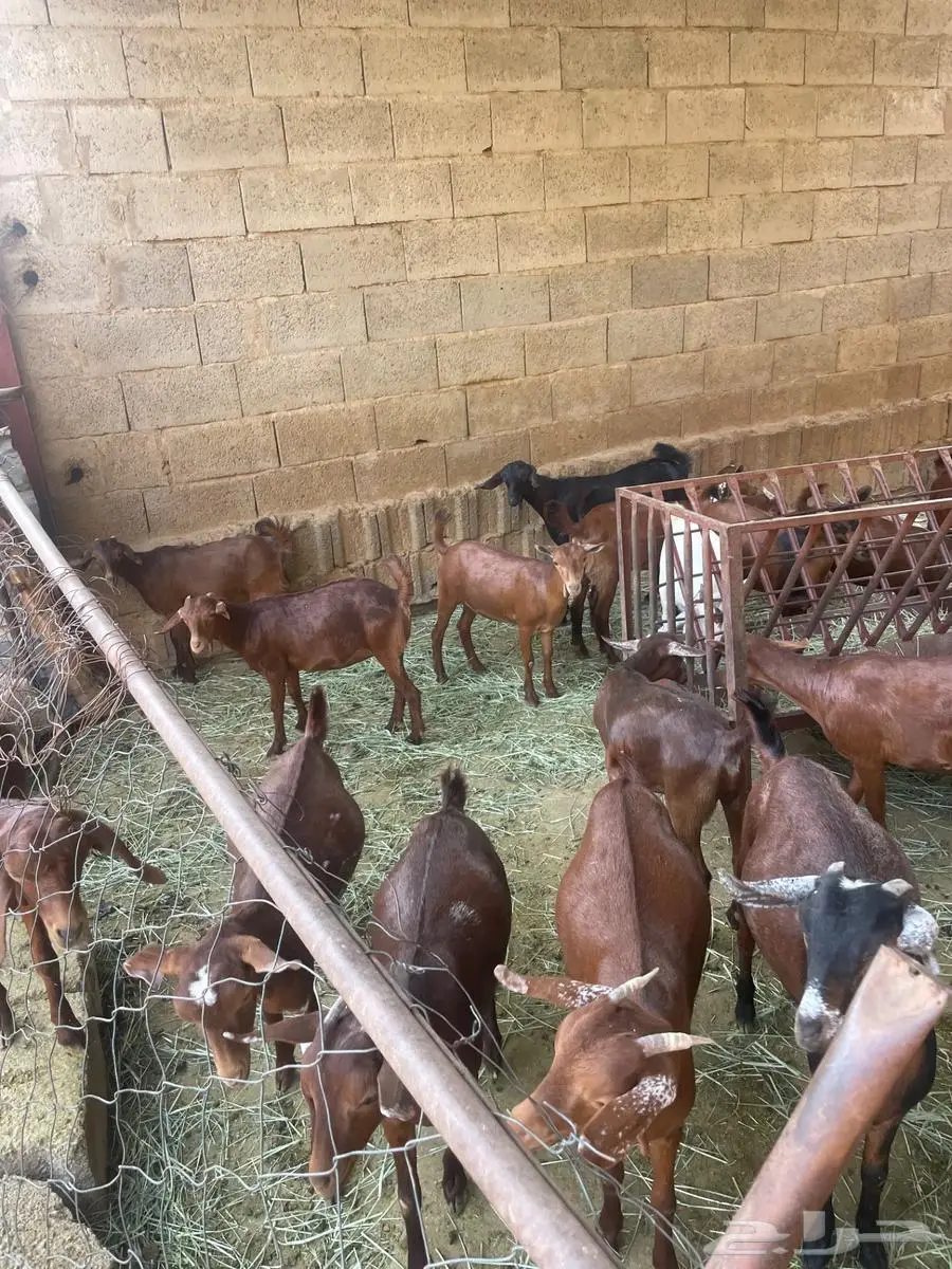 تاسيس مراح 1