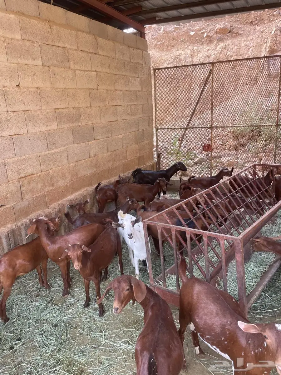 تاسيس مراح 3