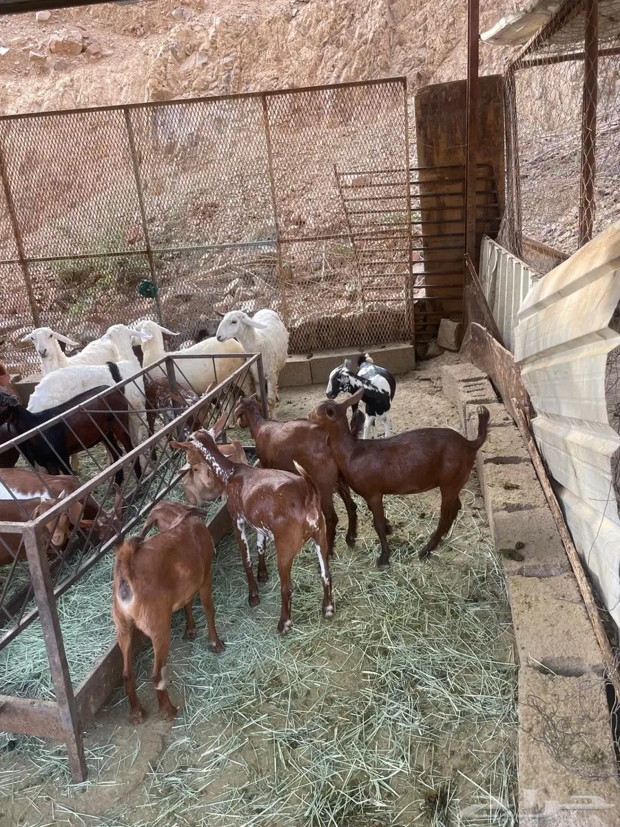 تاسيس مراح 0