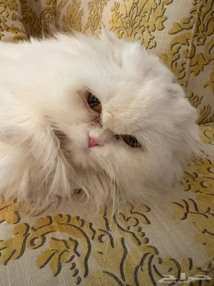 قطه للبيع بجميع اغراضها 0