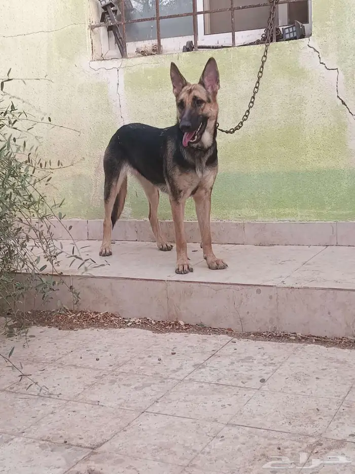 جراوي جيرمن شيبرد GERMAN SHEPHERD للبيع جيرمن شيبرد أصيل 0