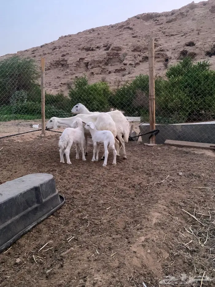 حرية متبع العدد 2 جروم 1