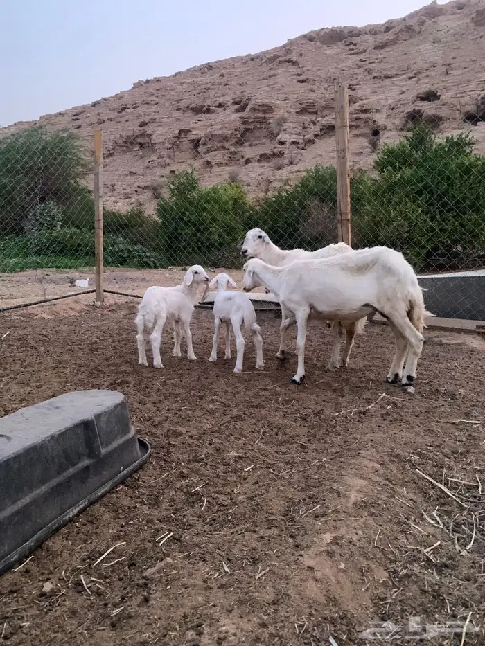 حرية متبع العدد 2 جروم 0
