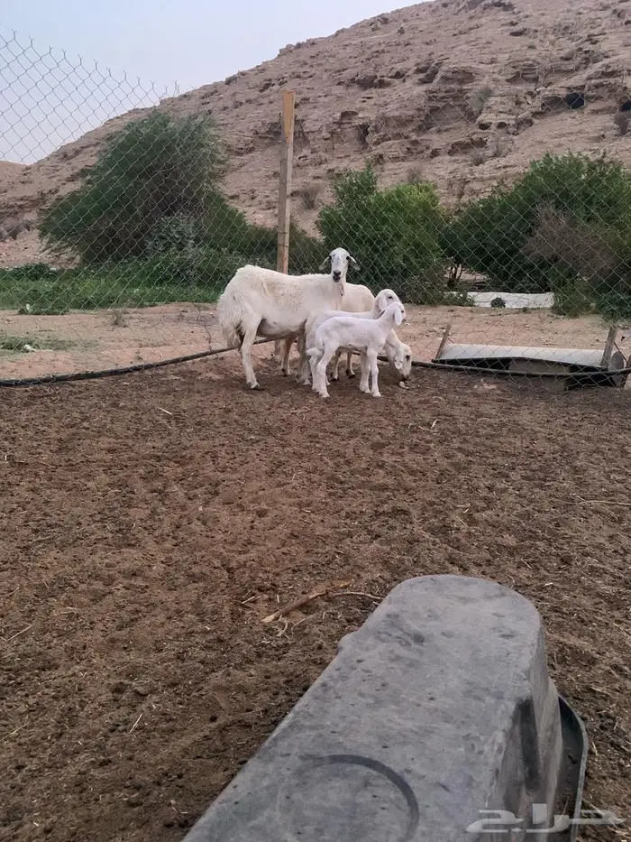 حرية متبع العدد 2 جروم 4