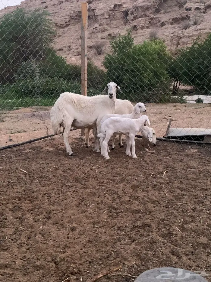 حرية متبع العدد 2 جروم 5