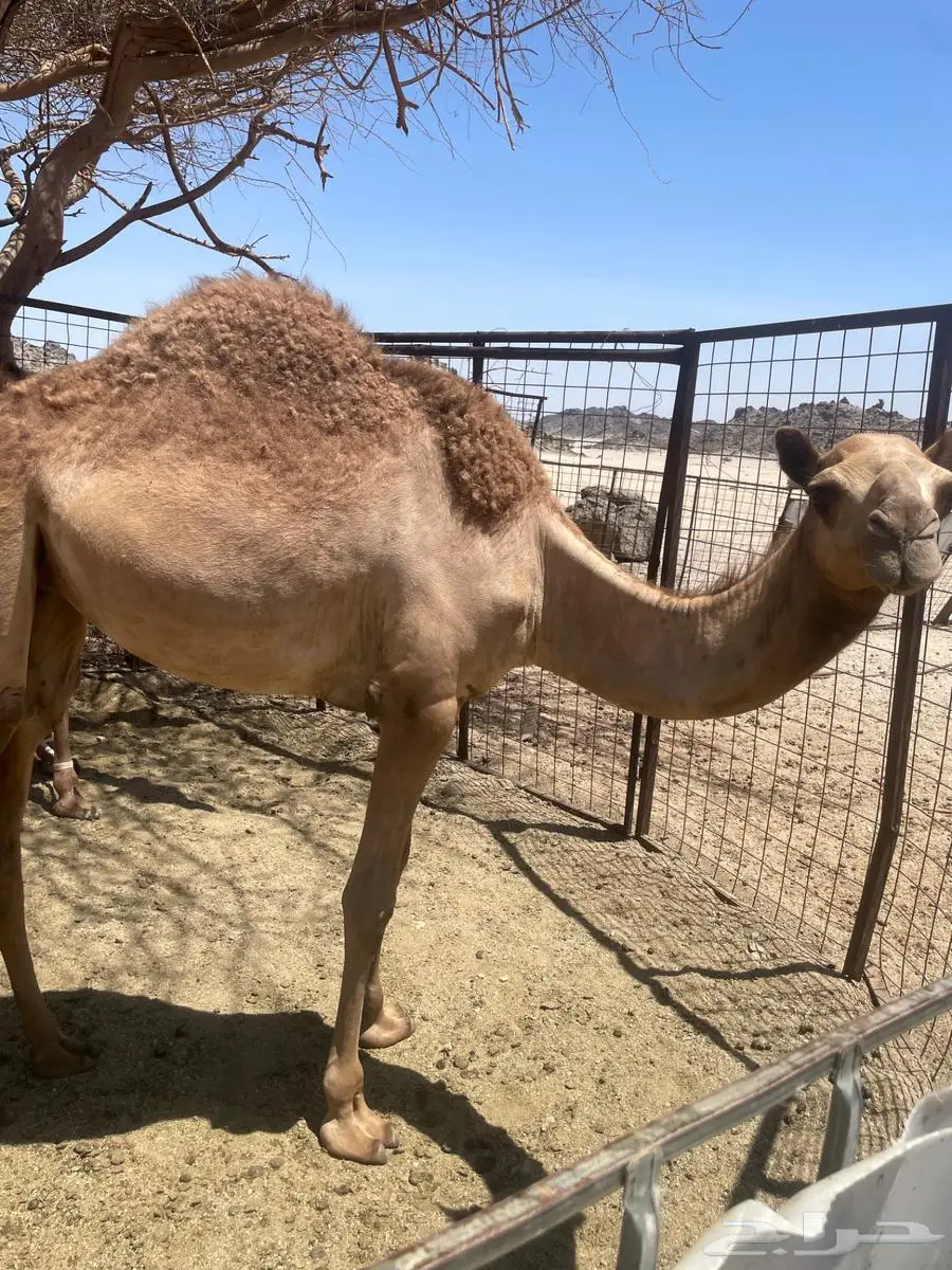 بكرتين للبيع 2