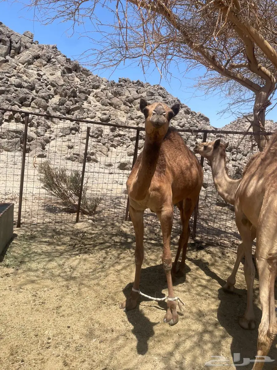 بكرتين للبيع 3