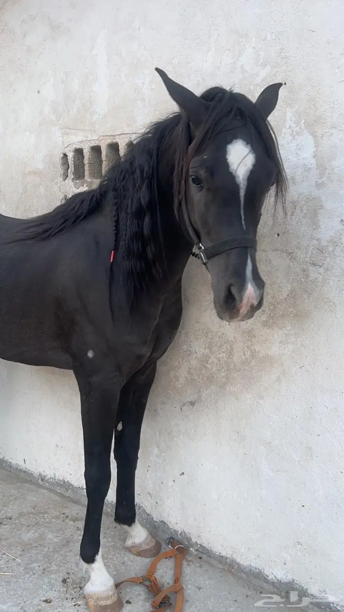 حصان ادهم للبيع 0