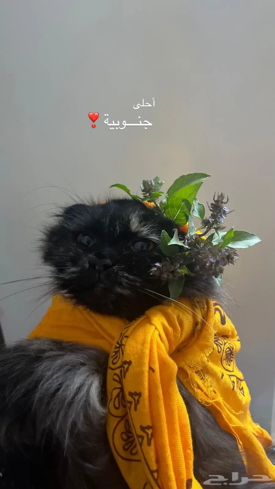 قطه لتبني 1