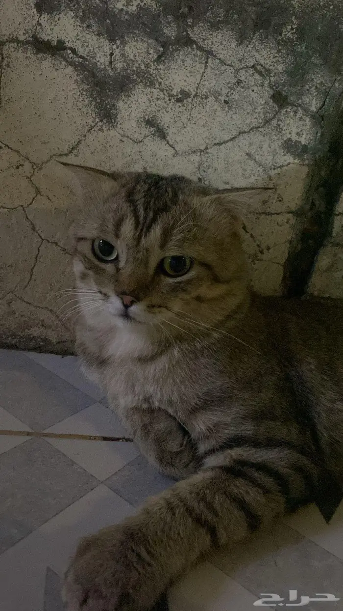سكوتش ذكر ضايع 0