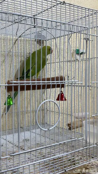 انثى دره هندي 0