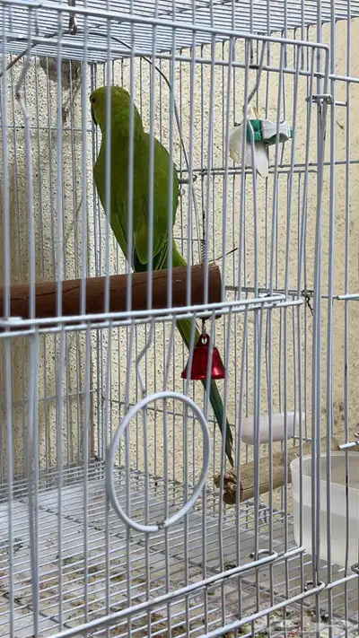 انثى دره هندي 1