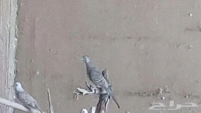 قمري زيبرا دوف 1