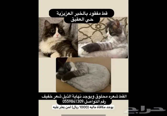 قط مفقود العزيزية 0