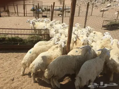 ذبائح مع التوصيل الاعلى تقييم وجوده في الموقع 2