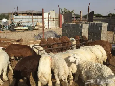 ذبائح مع التوصيل الاعلى تقييم وجوده في الموقع 0