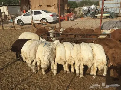 ذبائح مع التوصيل الاعلى تقييم وجوده في الموقع 3