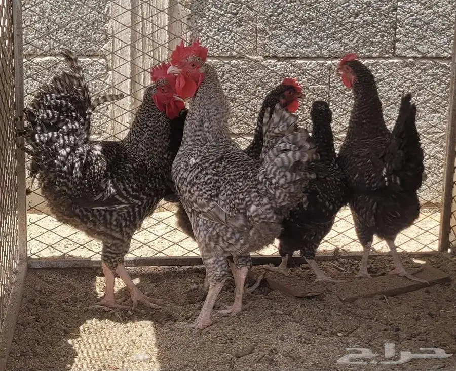 دجاج فيومي للبيع 0