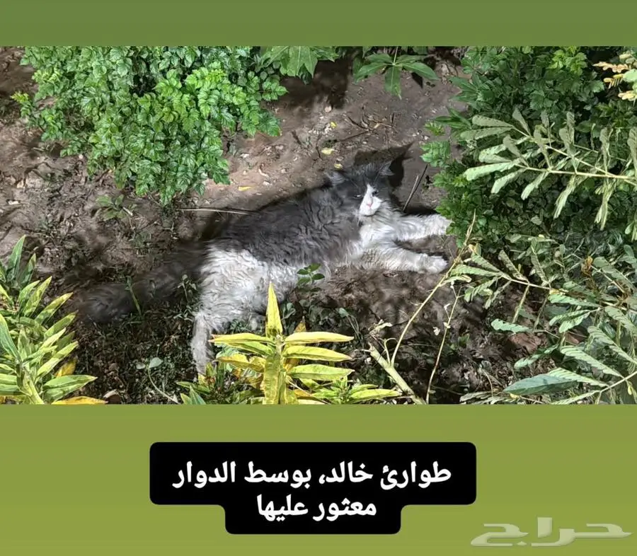 قطه مفقوده 5