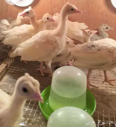 فروخ طاووس أو طاؤوس للبيع 0