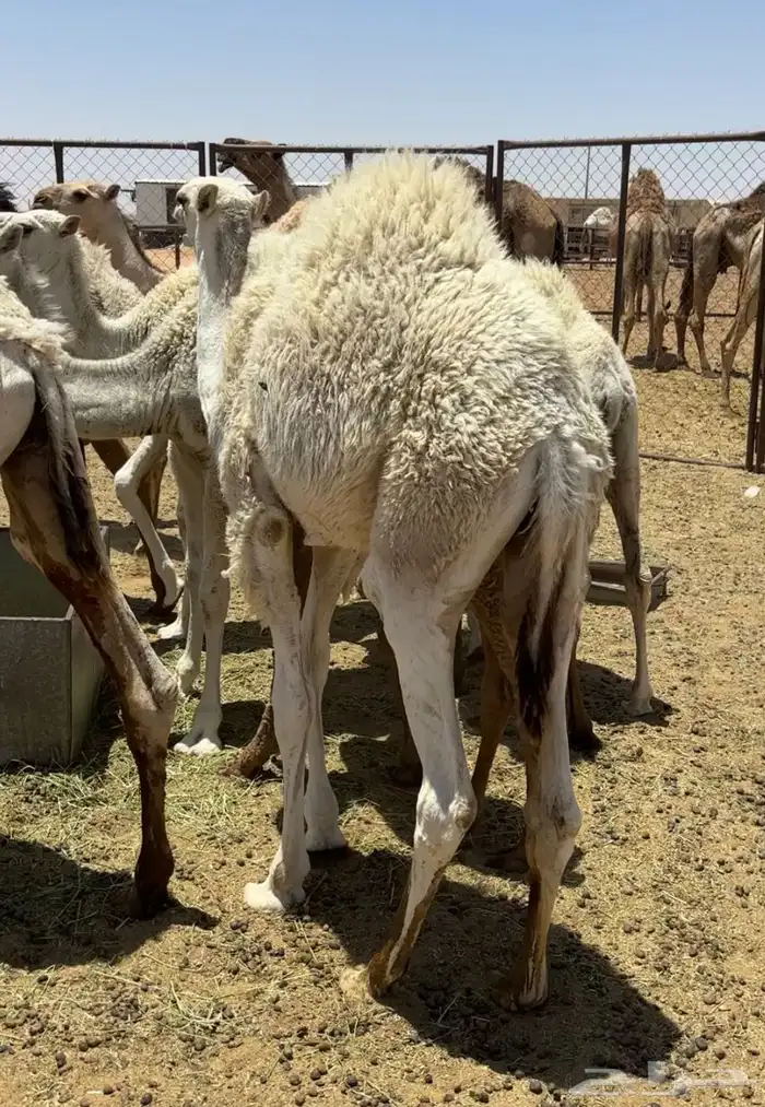 عشاير طيبات 10