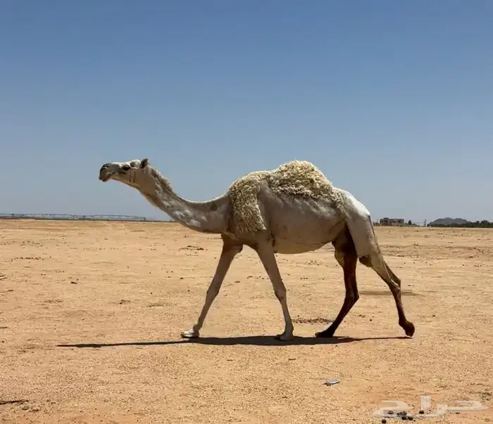 عشاير طيبات 9